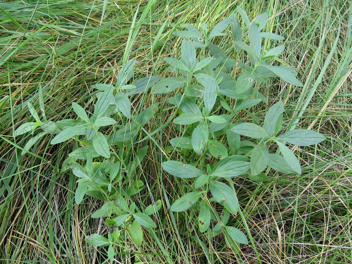 Изображение особи Lithospermum officinale.