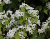 Deutzia parviflora. Соцветия и листья. Санкт-Петербург, Ботанический сад БИН РАН. 10.06.2015.