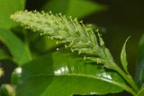 Salix pseudopentandra