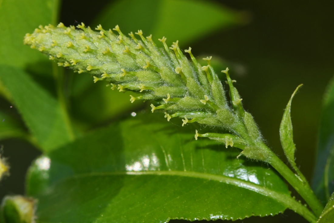 Image of Salix pseudopentandra specimen.