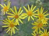 Senecio grandidentatus