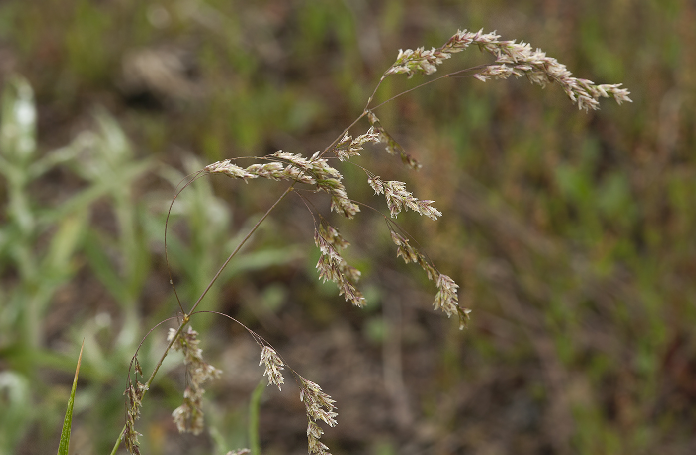 Изображение особи Poa neosachalinensis.