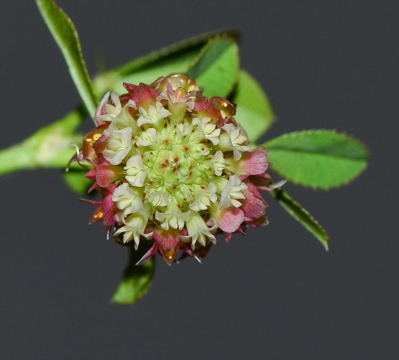 Изображение особи Trifolium argutum.