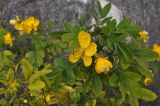 genus Senna. Верхушка цветущего побега. Китай, провинция Юньнань, нац. парк Шилинь, открытое пространство рядом с известняковыми горами. 21 октября 2016 г.