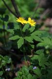 Anemone ranunculoides