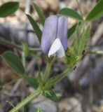 Vicia bithynica