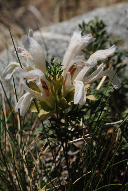 Изображение особи Lagochilus platyacanthus.