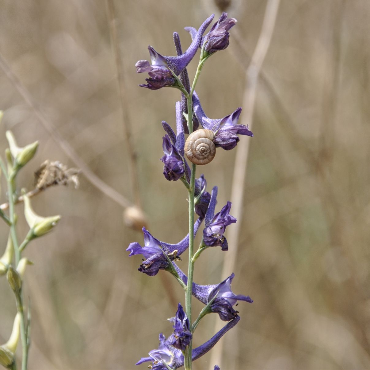 Изображение особи род Delphinium.