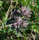 Nonea rossica