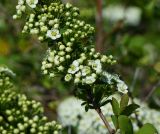 Spiraea chamaedryfolia