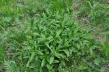 Saponaria officinalis