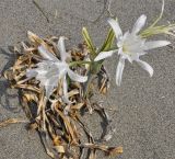 Pancratium maritimum