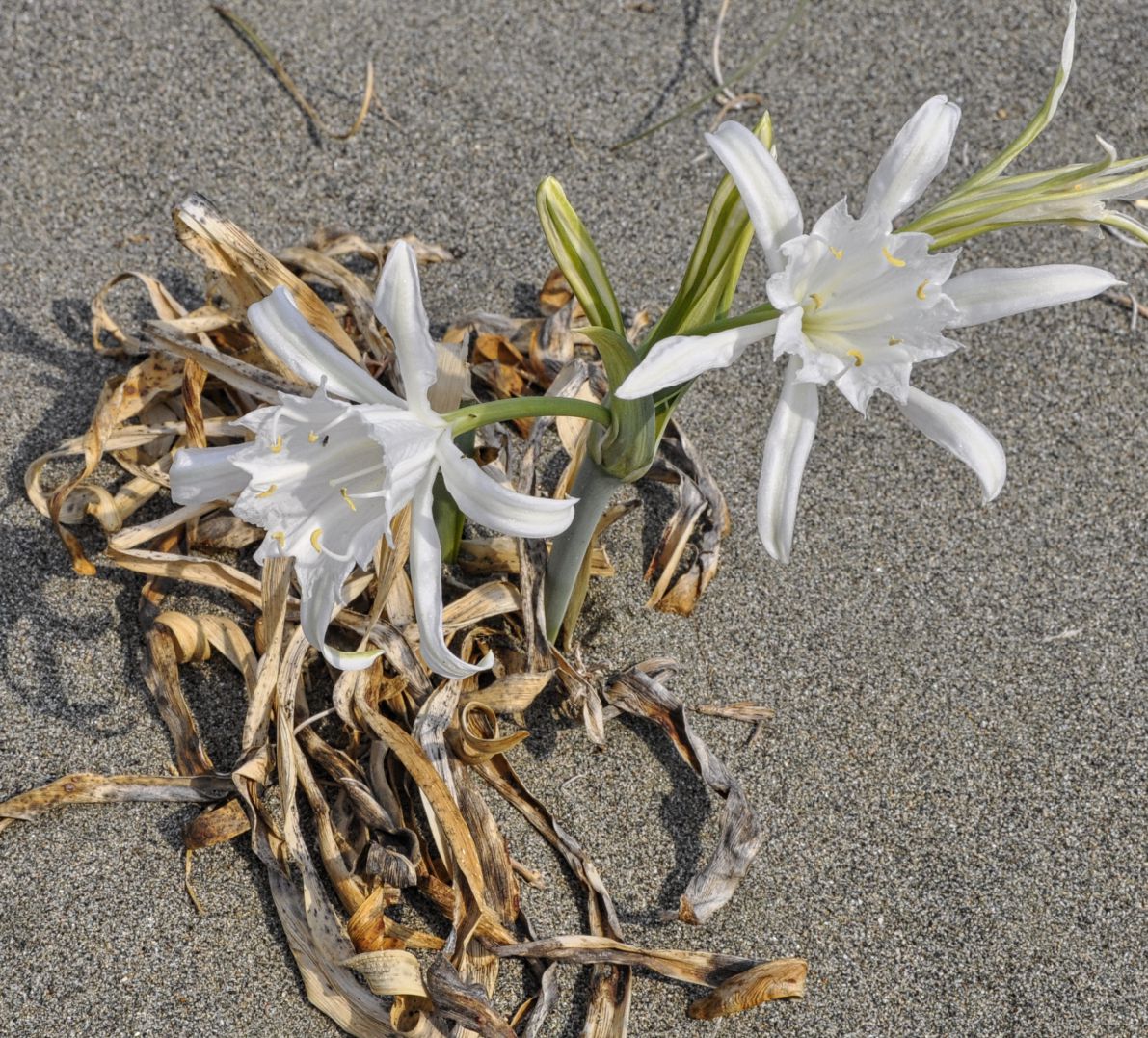 Изображение особи Pancratium maritimum.