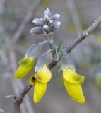 Anagyris foetida