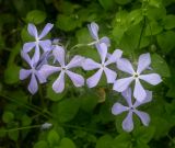 Phlox divaricata. Цветки с налипшим тополиным пухом, в зарослях Stellaria media. Пермский край, г. Пермь, Кировский р-н, садовый участок, клумба. 17.06.2018.