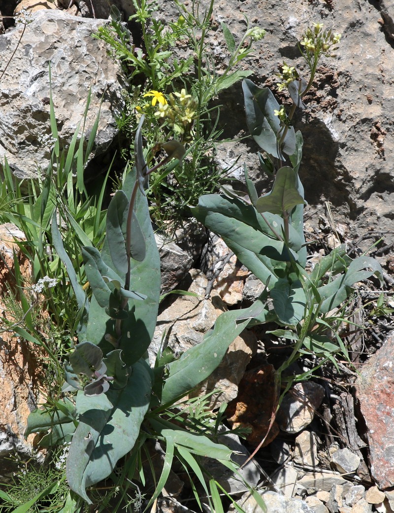 Image of genus Conringia specimen.