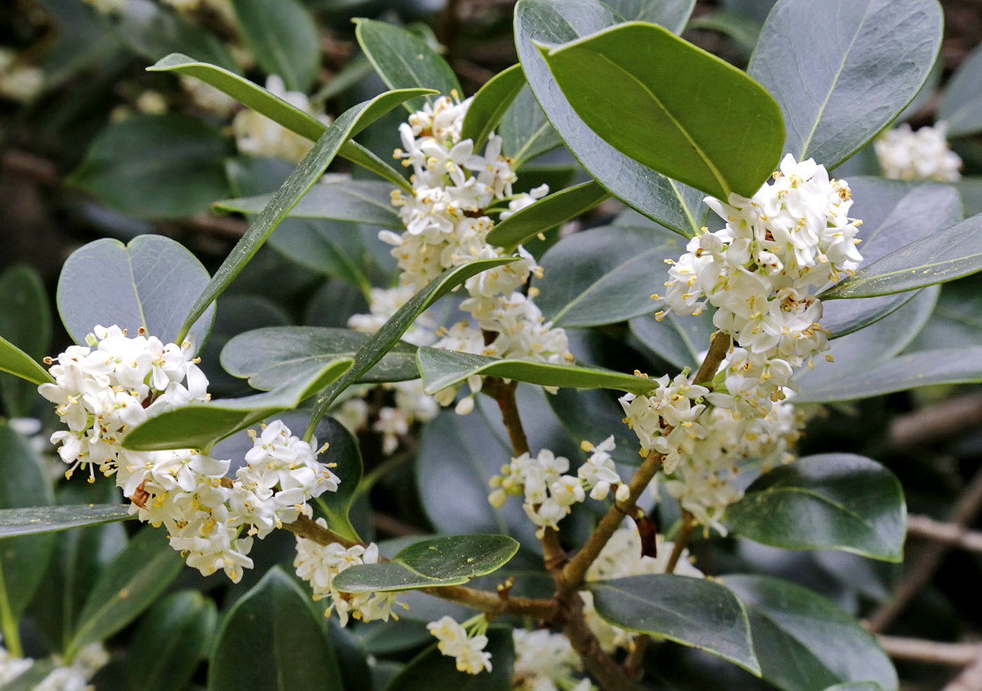 Изображение особи род Osmanthus.