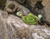 Rosularia sempervivum