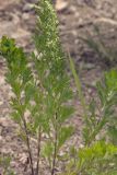 Artemisia japonica. Побеги вегетирующие и с нераскрывшимися соцветиями. Сахалинская обл., Томаринский р-н, окр. г. Томари, обрывистый правый берег правого притока р. Томаринка вблизи синтоистского храмового комплекса, щебнистое обнажение. 29.07.2017.