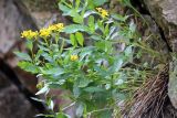 Senecio racemulifer