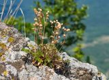 Potentilla geoides. Плодоносящее растение. Южный Берег Крыма, сев.-вост. склон горы Аю-Даг, скальник. 06.08.2019.