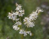 Filipendula vulgaris