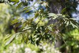 Quercus myrsinaefolia