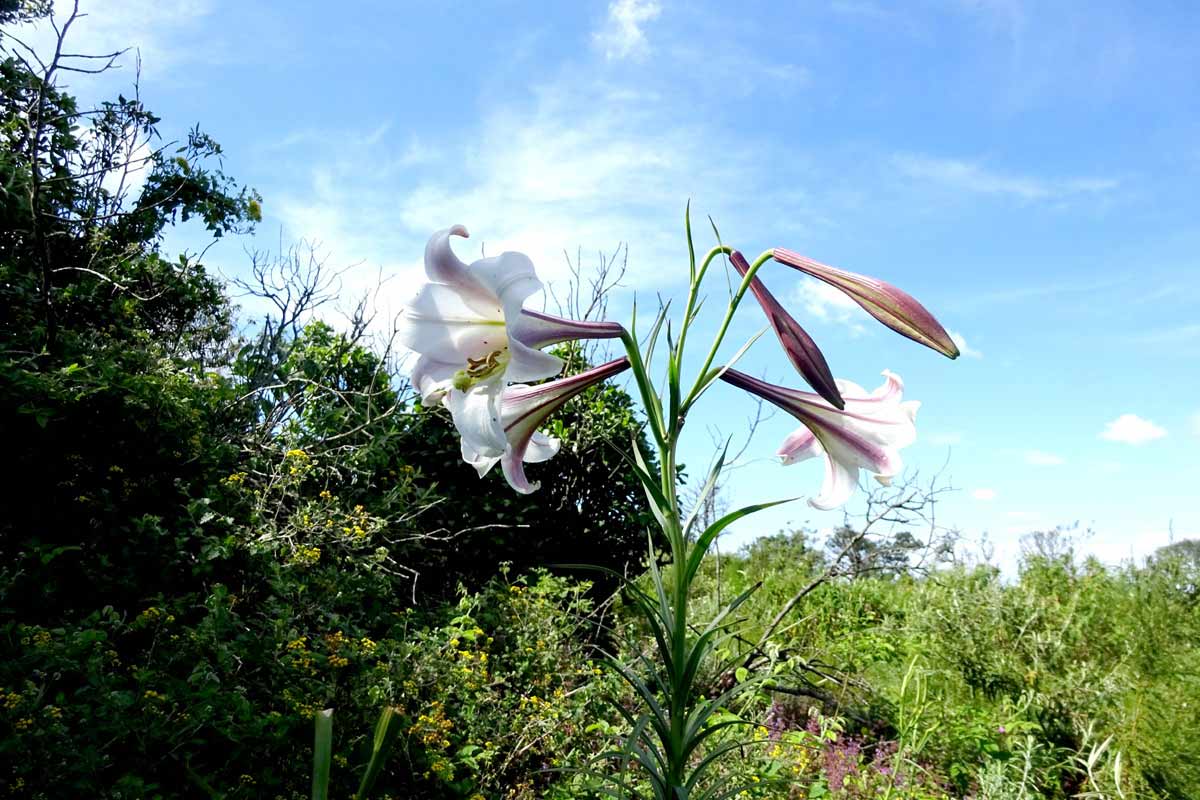 Изображение особи Lilium formosanum.
