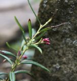 Andromeda polifolia