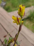 Corydalis sibirica