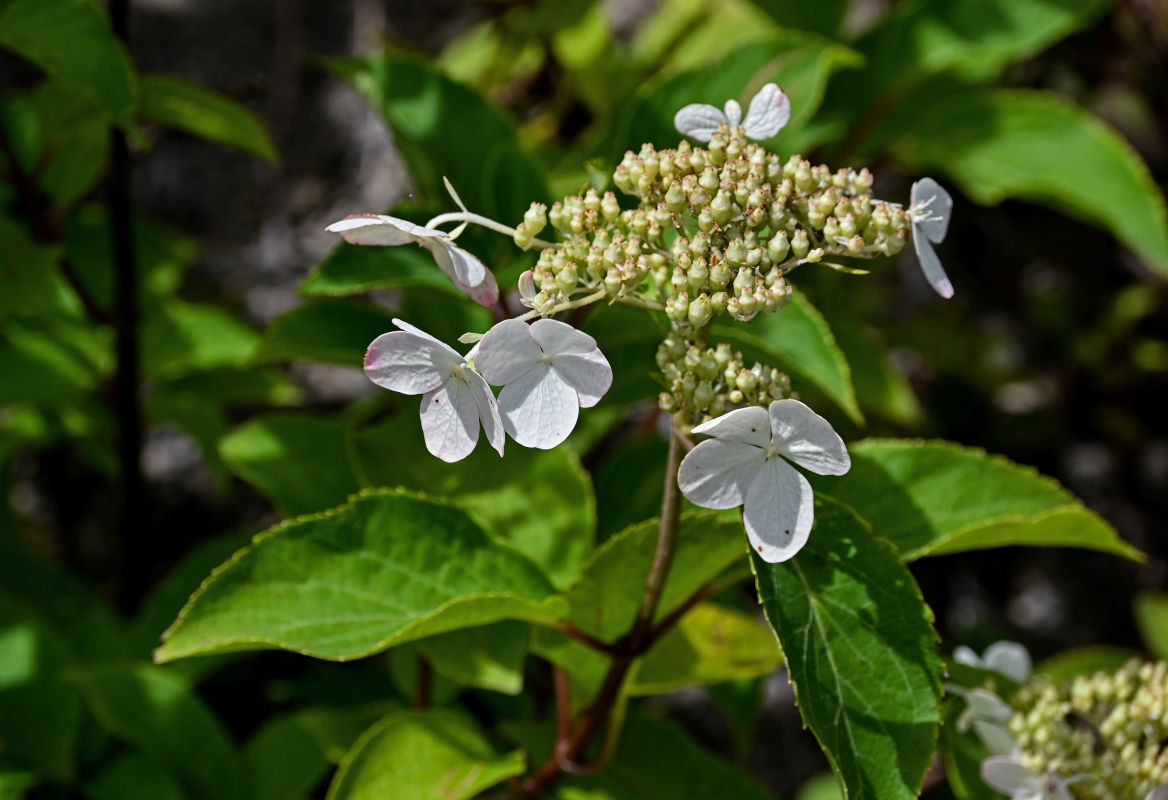 Изображение особи Hydrangea paniculata.