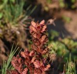 род Orobanche