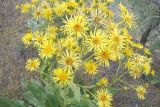 Inula macrophylla