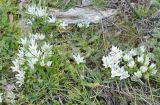 Ornithogalum sibthorpii