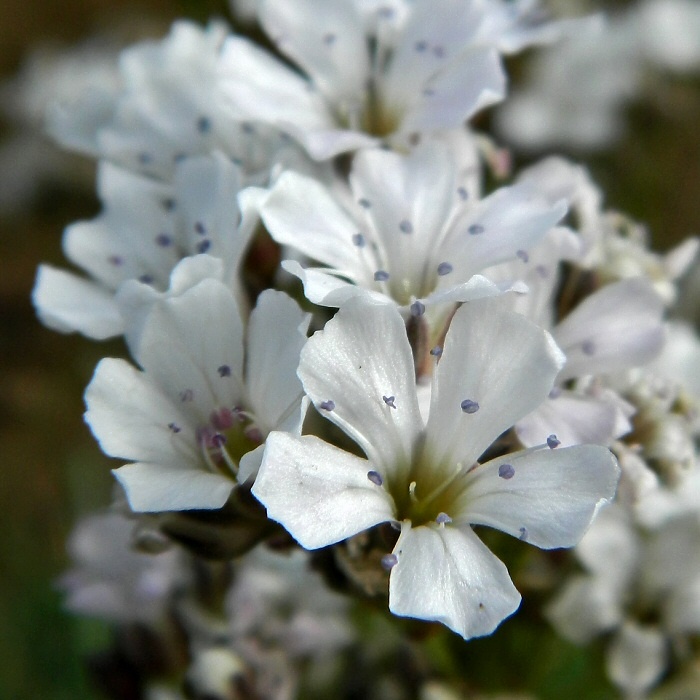 Изображение особи Gypsophila uralensis.