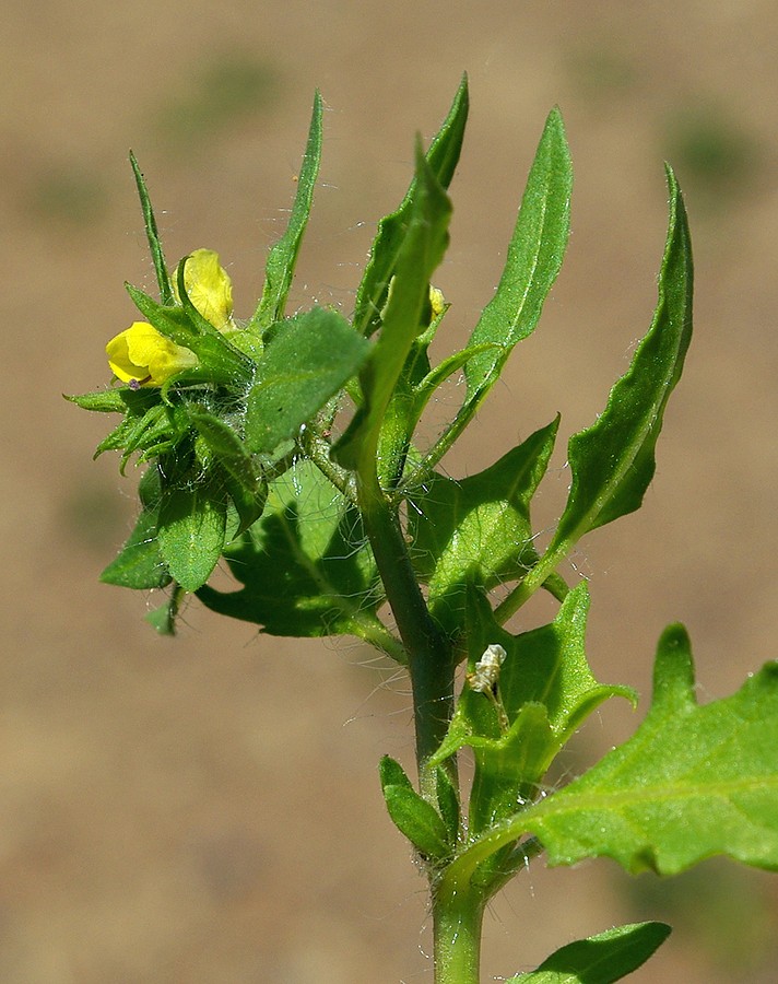 Изображение особи Hyoscyamus pusillus.