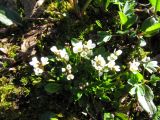 Cardamine bellidifolia. Цветущее растение. Коми, Интинский р-н, Приполярный Урал, хр. Малдынырд, истоки руч. Алькесвож, сырой задернованный борт. 20.07.2011.