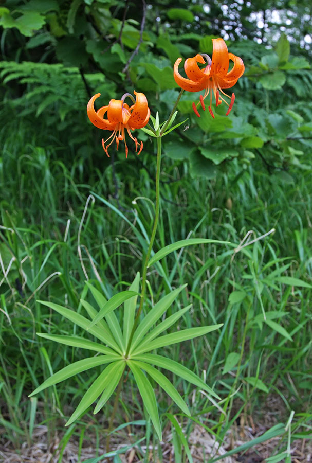 Изображение особи Lilium debile.