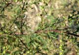 Artemisia scoparia. Средняя часть веточки с соплодиями. Крым, г. Саки, пустырь у детского оздоровительного лагеря \"Прибрежный\". 24.08.2011.