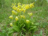 Primula veris