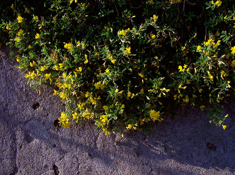 Изображение особи Medicago falcata.