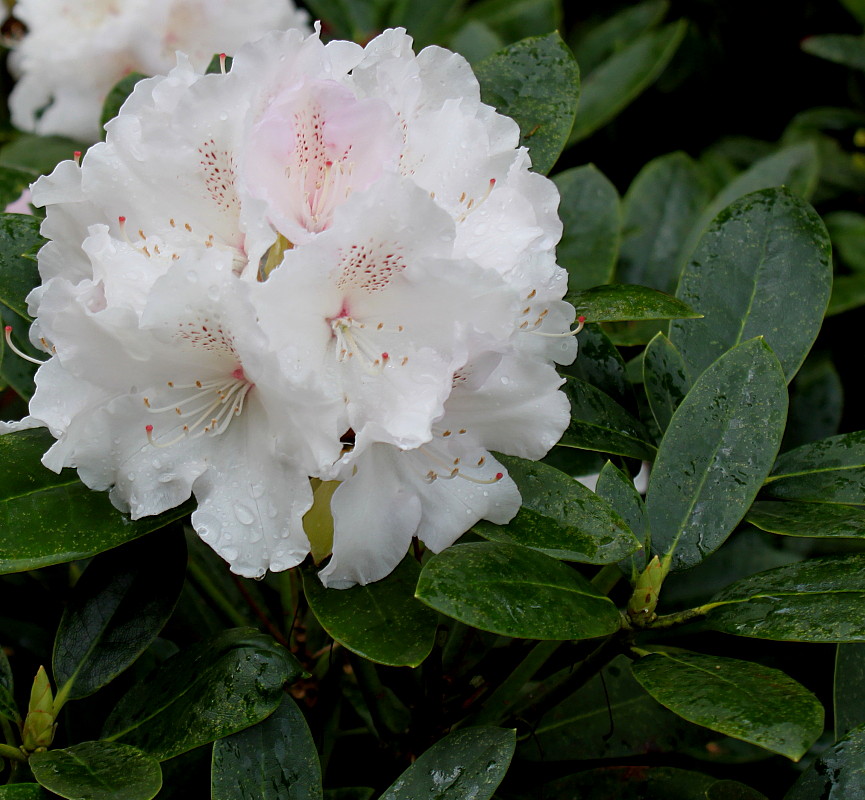 Изображение особи Rhododendron yakushimanum.