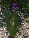 Iris bicapitata