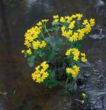 Caltha palustris