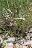 Ferula ugamica. Прикорневая часть растения. Южный Казахстан, хр. Каржантау, ущ. Бургулюк. 05.06.2013.