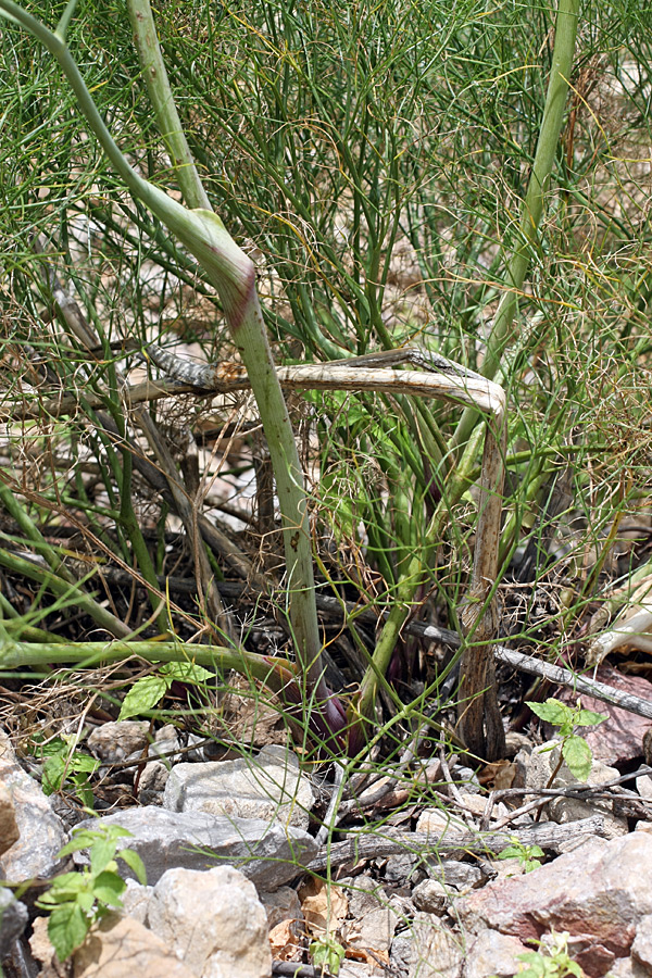 Изображение особи Ferula ugamica.