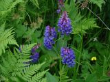 Vicia unijuga