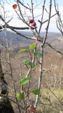 Cotoneaster suavis. Ветви плодоносящего растения. Краснодарский край, Абинский р-н, окр. ст. Шапсугская, хр. Грузинка, скальнодубовый лес на одной из промежуточных вершин. 03.11.2013.