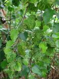 Betula pubescens