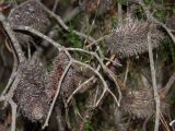 Banksia marginata. Соплодия на нижних ветвях. Австралия, о. Тасмания, национальный парк \"Крэдл Маунтин\". 02.03.2009.